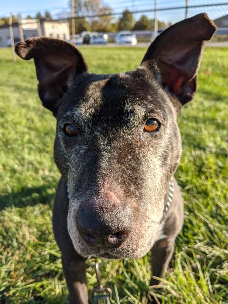 /Images/uploads/Adopt Me Bluegrass Pet Rescue Inc/adoptmebpr/entries/18422.jpg